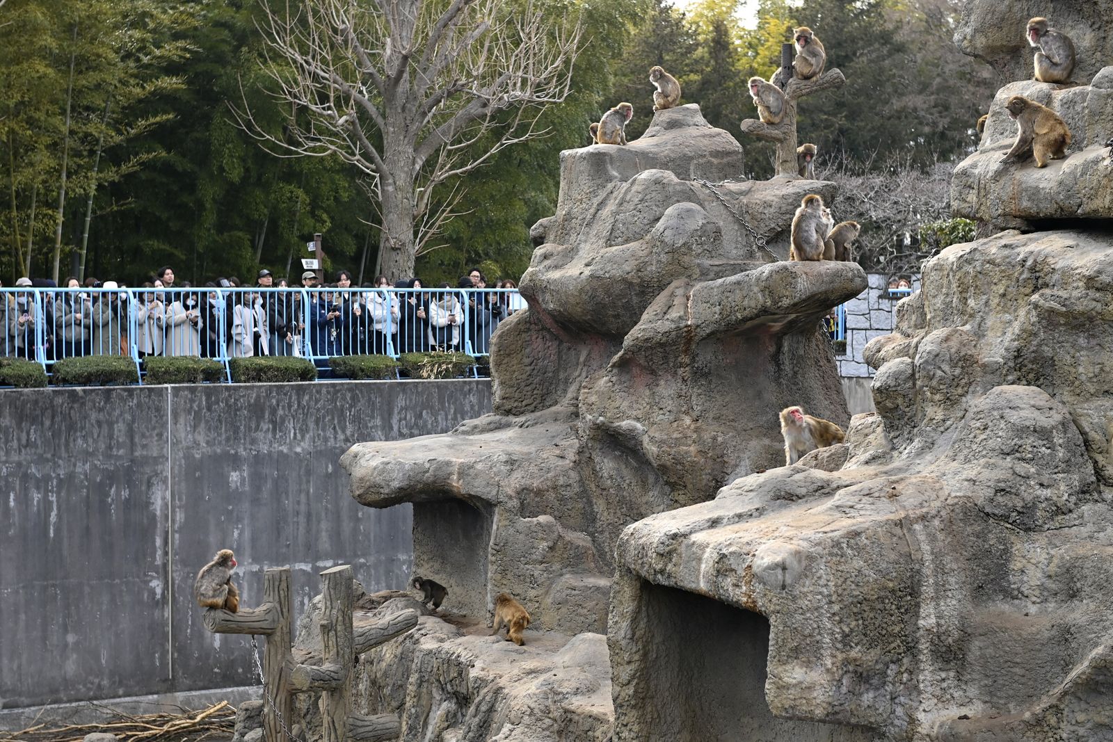 CHIBA JAPAN  FEBRUARY 20  People watch the enclosure of Japanese macaques at a zoo on February 20 2026 in north of Tokyo...