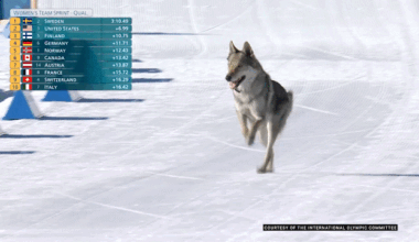 Watch a dog steal the show in bid for Olympic glory on slopes