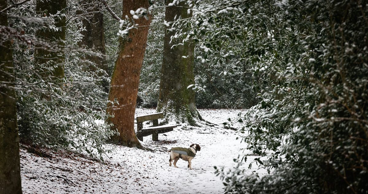Around one inch of snow could pepper parts of the Midlands on Thursday. Pictured: Snowy scenes in Staffordshire