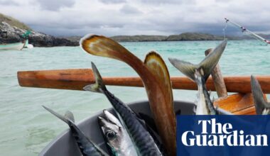 Waitrose suspends sale of mackerel because of overfishing | Fishing