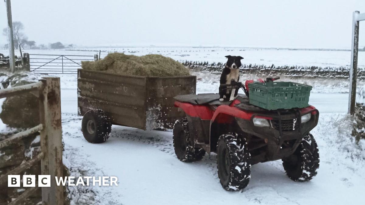 Picture of an open farm gate with a quad bike pulling a trailer of hay.  Sheepdog is sitting on quad bike, made to look like it is the driver.  Snow covers the ground and fields around.