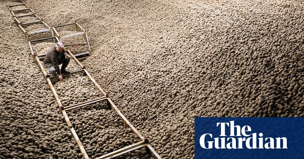 Record harvest sparks mass giveaway of free potatoes across Berlin | Germany