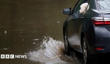 A car drives through flood water on a road. A white dog is sticking its head out of the back passenger window and appears to be looking at the flood water.