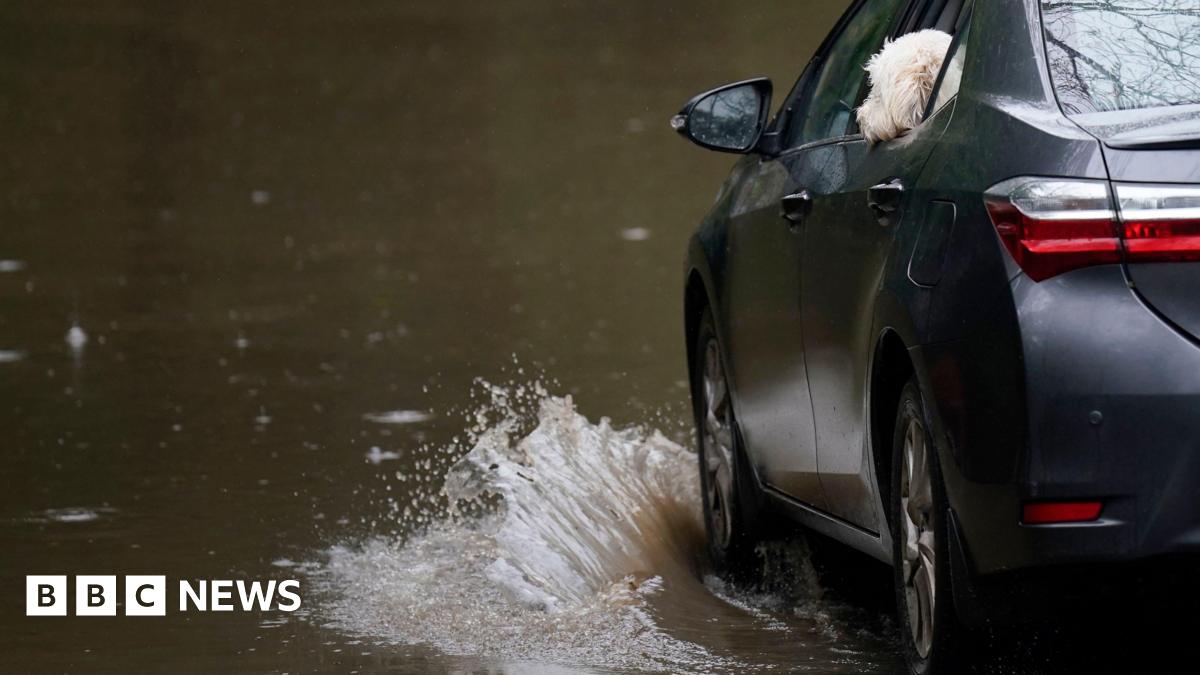 A car drives through flood water on a road. A white dog is sticking its head out of the back passenger window and appears to be looking at the flood water.