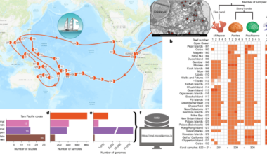 Coral microbiomes as reservoirs of unknown genomic and biosynthetic diversity