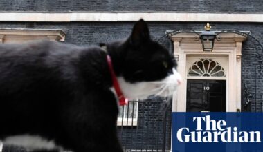 Chief mouser Palmerston dies after swapping Foreign Office for Bermuda | Cats