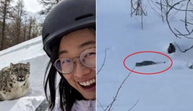 Tourists smiles in selfie with snow leopard seconds before being brutally mauled - World News - News