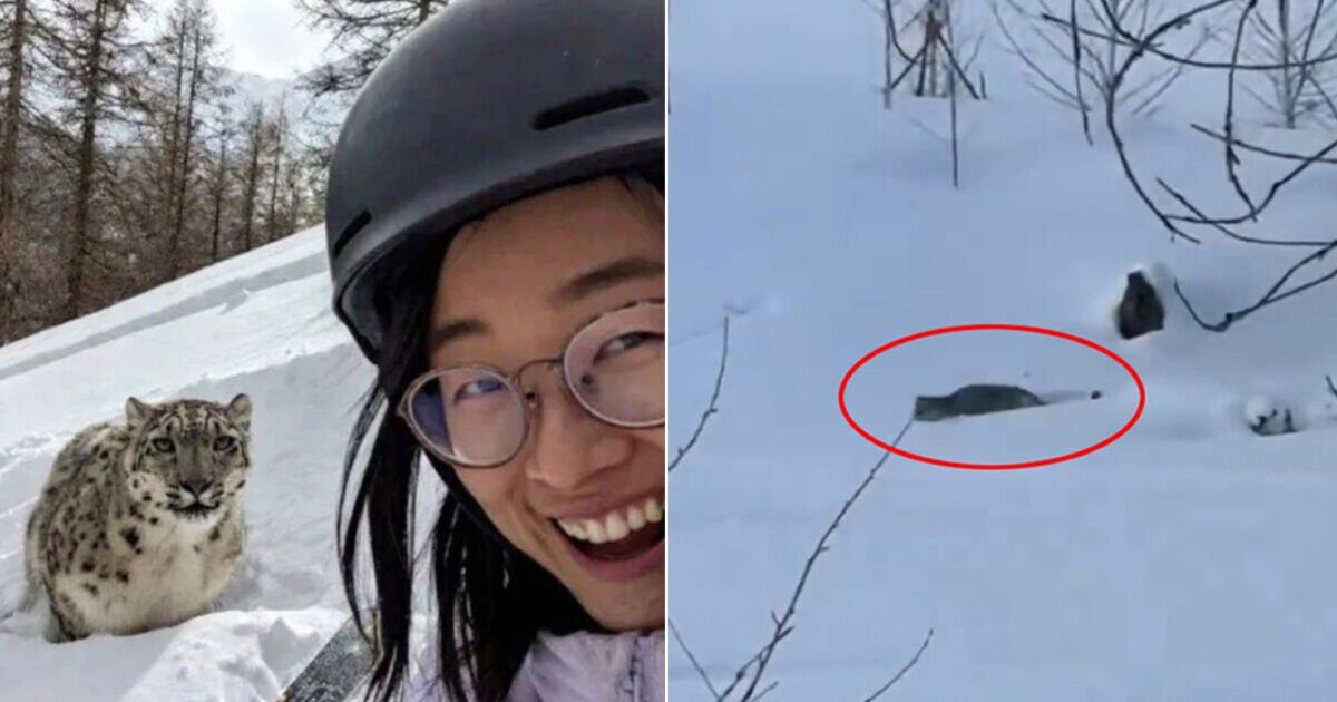 Tourists smiles in selfie with snow leopard seconds before being brutally mauled - World News - News