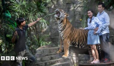A couple poses beside a tiger which is being fed leaves by a staff member