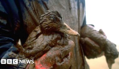 Red eyes and black beaches: How one of the worst environmental disasters left its mark - BBC