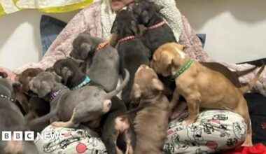 At least nine puppies climbing on top of a woman sitting on a bed. She is wearing pyjamas and a dressing gown and the dogs are wearing colourful collars and have fur that is either brown, grey or black.