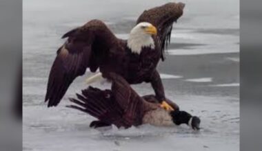 Trump and White House troll Canada after U.S. wins gold in Olympic hockey - CTV News