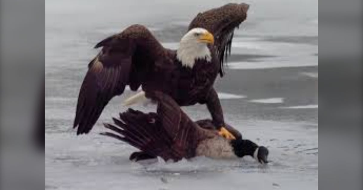 Trump and White House troll Canada after U.S. wins gold in Olympic hockey - CTV News