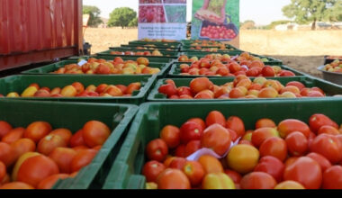 Ghanaian tomato traders among victims of Burkina Faso terror attack