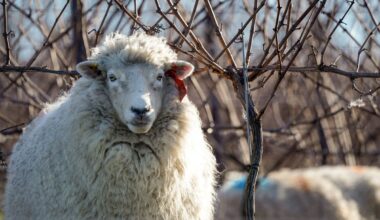 Men who repeatedly punched and kicked sheep before blowing it up with fireworks jailed