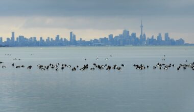 Toronto’s lengthy cold snap may soon be coming to an end - CTV News
