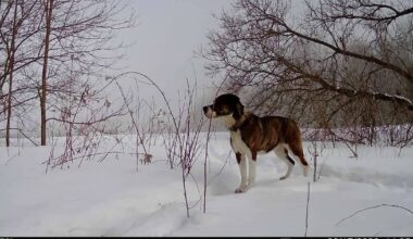 Missing dog returns to Stayner, Ont., home after five months