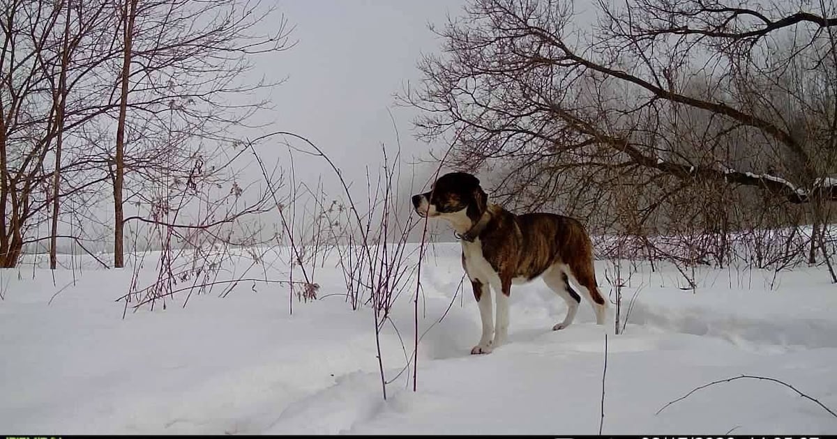 Missing dog returns to Stayner, Ont., home after five months