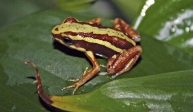 Why Russia may have turned to dart‑frog toxin epibatidine to poison Navalny