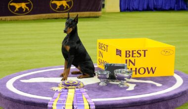 ‘A breeder’s dream’: Penny the Doberman pinscher’s family reflect on Westminster Kennel victory - CTV News