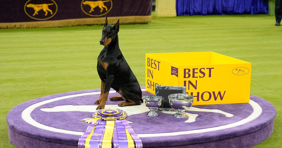 ‘A breeder’s dream’: Penny the Doberman pinscher’s family reflect on Westminster Kennel victory - CTV News