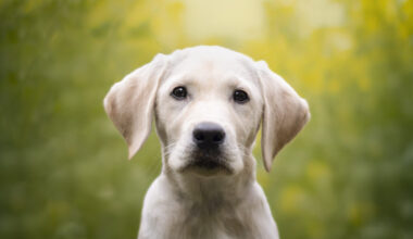 Ring cancels Flock deal after dystopian Super Bowl ad prompts mass outrage