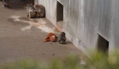 Pakistan vs New Zealand Live Cricket Score: PAK vs NZ T20 World Cup 2026 Match Scorecard Latest Updates Today