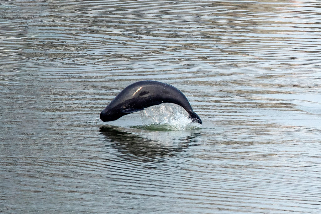 A dark gray large fish arcs to the left over blue water, its blowhole visible.