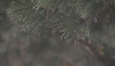 Special weather statement forecasts cold, snow in B.C.'s south coast