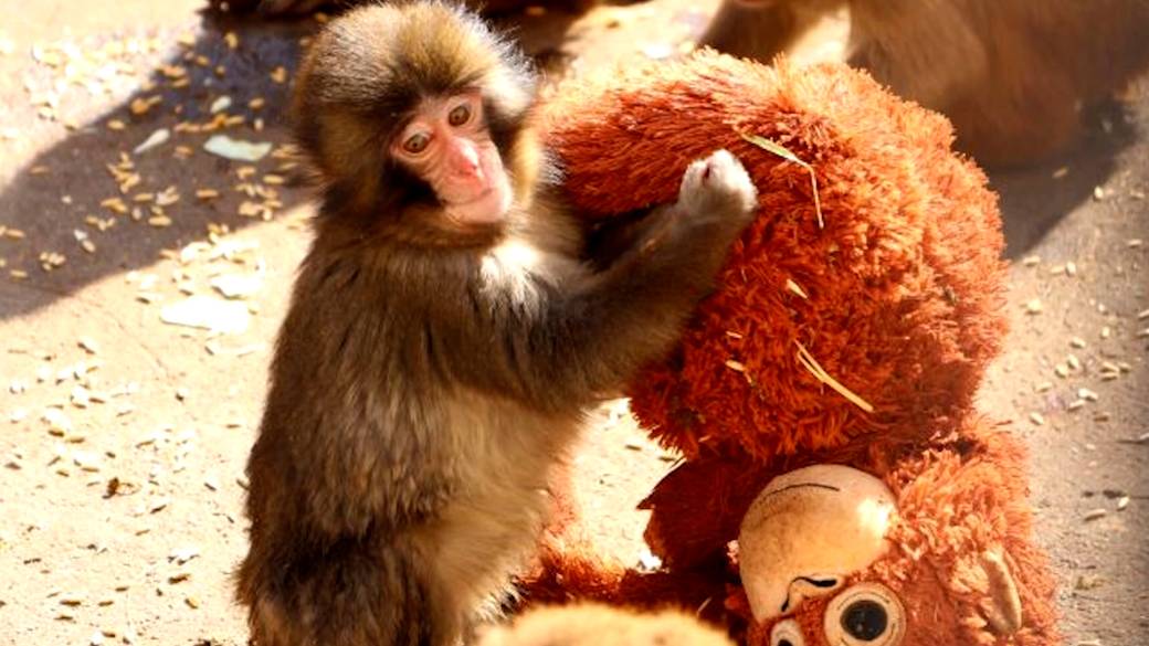 Click to play video: 'Abandoned monkey befriends stuffed orangutan as clan wary'