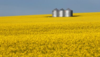 Thousands of tonnes of canola seed head to China as tariff relief deadline looms