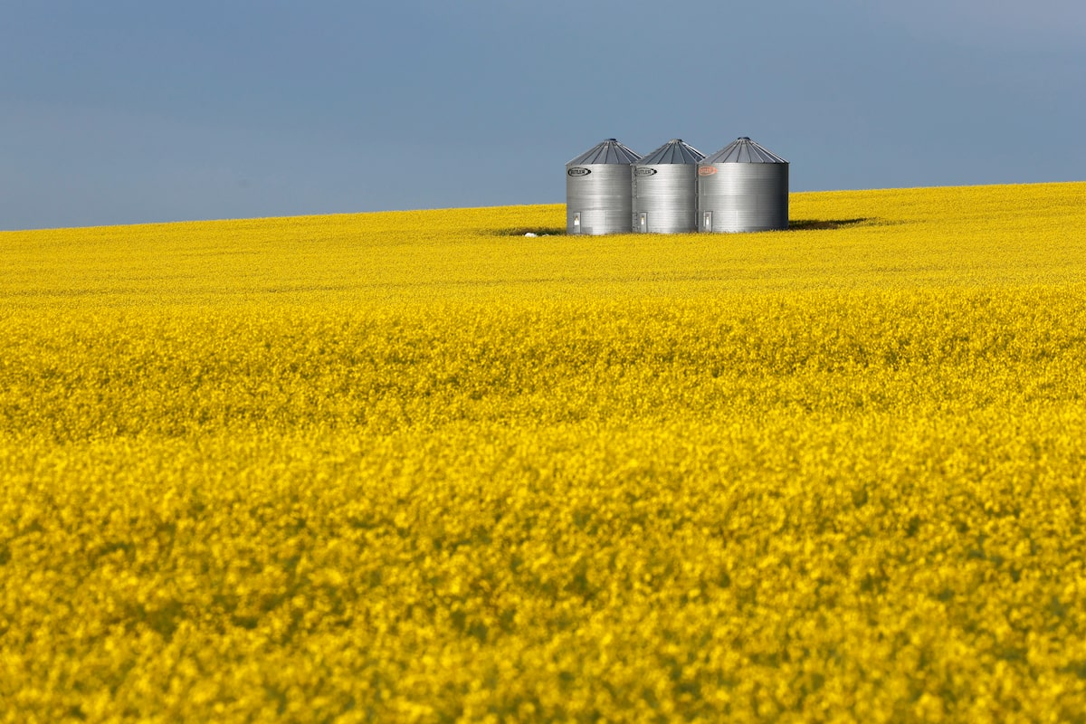 Thousands of tonnes of canola seed head to China as tariff relief deadline looms