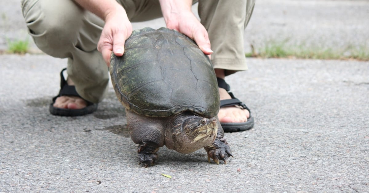 Snapping turtle hunting: Scarborough man fined