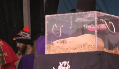 Groundhog Day 2026: Canadian groundhogs predict an early spring
