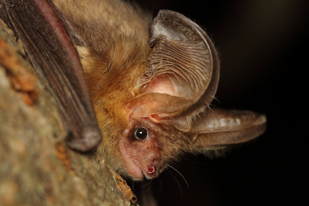 The,brown,long Eared,bat,or,common,long Eared,bat,(plecotus,auritus)
