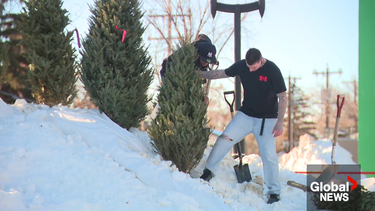 Click to play video: 'Weather warmup creating challenges for winter festivals in Edmonton'