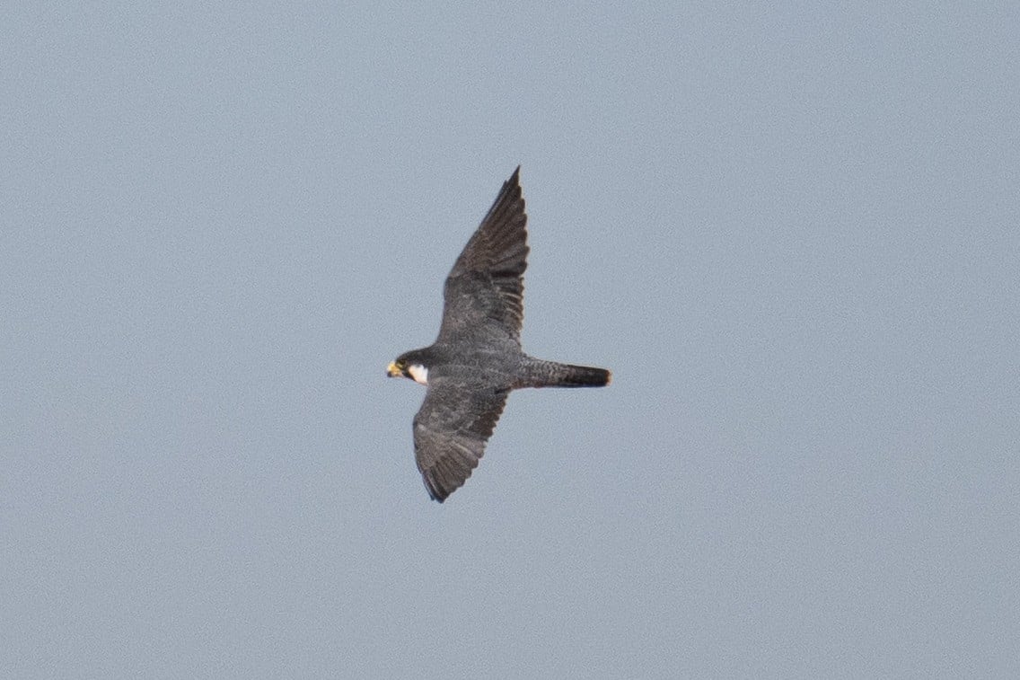 A Siberian Peregrine Falcon Was Sighted Flying Over Newhaven Wildlife Sanctuary In Central Australia
