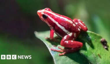 What is the dart frog toxin allegedly used to kill Alexei Navalny? - BBC