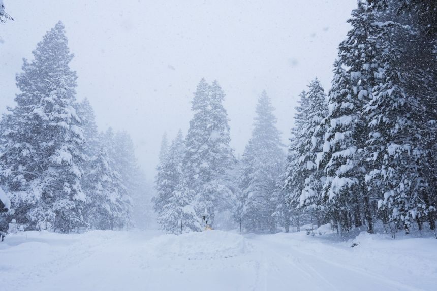 Pine trees are covered in snow during a storm in Truckee, California, on February 17, 2026.