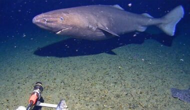 Researchers didn't think there were sharks in Antarctica waters. Then one was caught on camera.