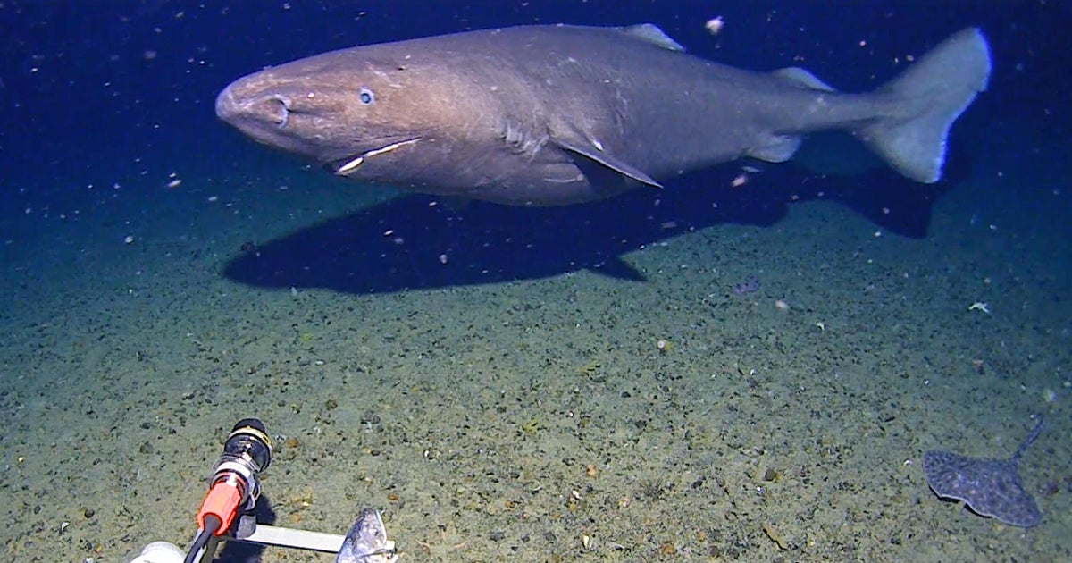 Researchers didn't think there were sharks in Antarctica waters. Then one was caught on camera.