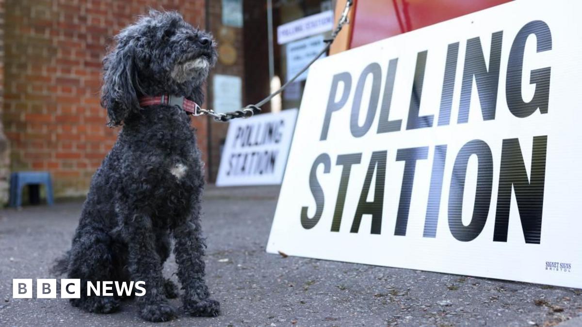 A miniature poodle sits at a polling station in Cambridge, Britain, on 1 May 2025.