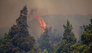 As Patagonia Burns, the World May Lose Some of its Most Ancient Trees