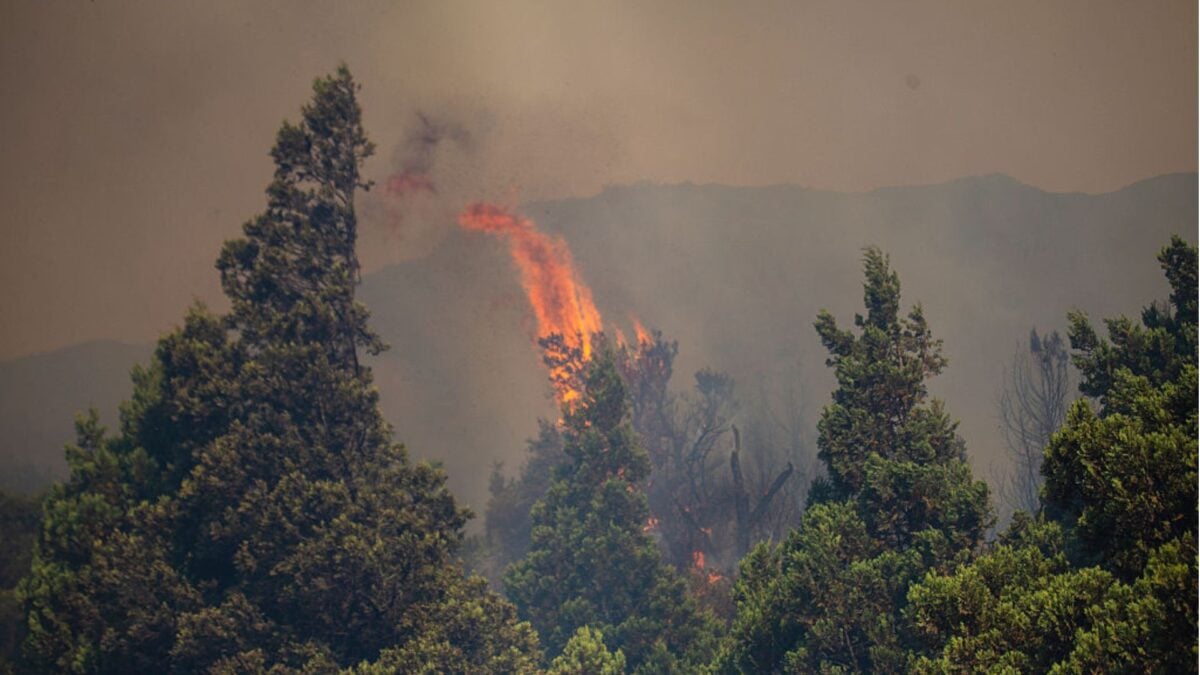 As Patagonia Burns, the World May Lose Some of its Most Ancient Trees