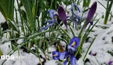 Crocuses on the ground, with snow on them. The colours are blue and purple. The flowers are poking out from the snow, on the ground.