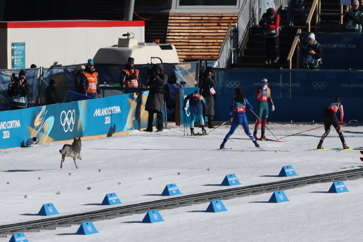 A dog wanders on the ski trail during the women's team cross country free sprint qualification event (AFP/Getty)