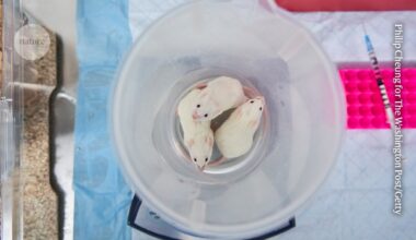 The age of animal experiments is waning. Where will science go next?