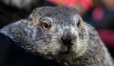 Groundhog Day 2026: Did Punxsutawney Phil see his shadow?