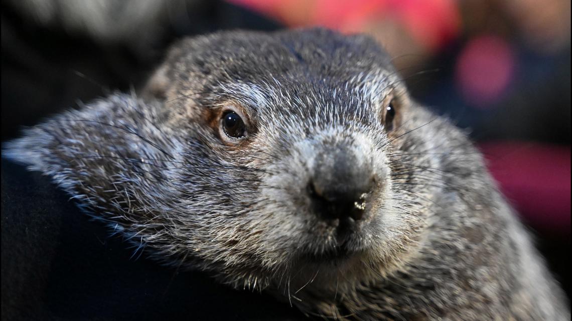 Groundhog Day 2026: Did Punxsutawney Phil see his shadow?
