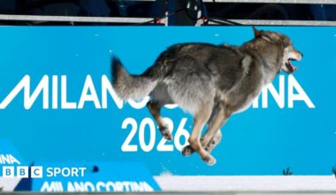 A dog running at the Olympic cross country